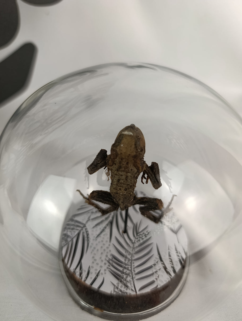 Globe crapaud