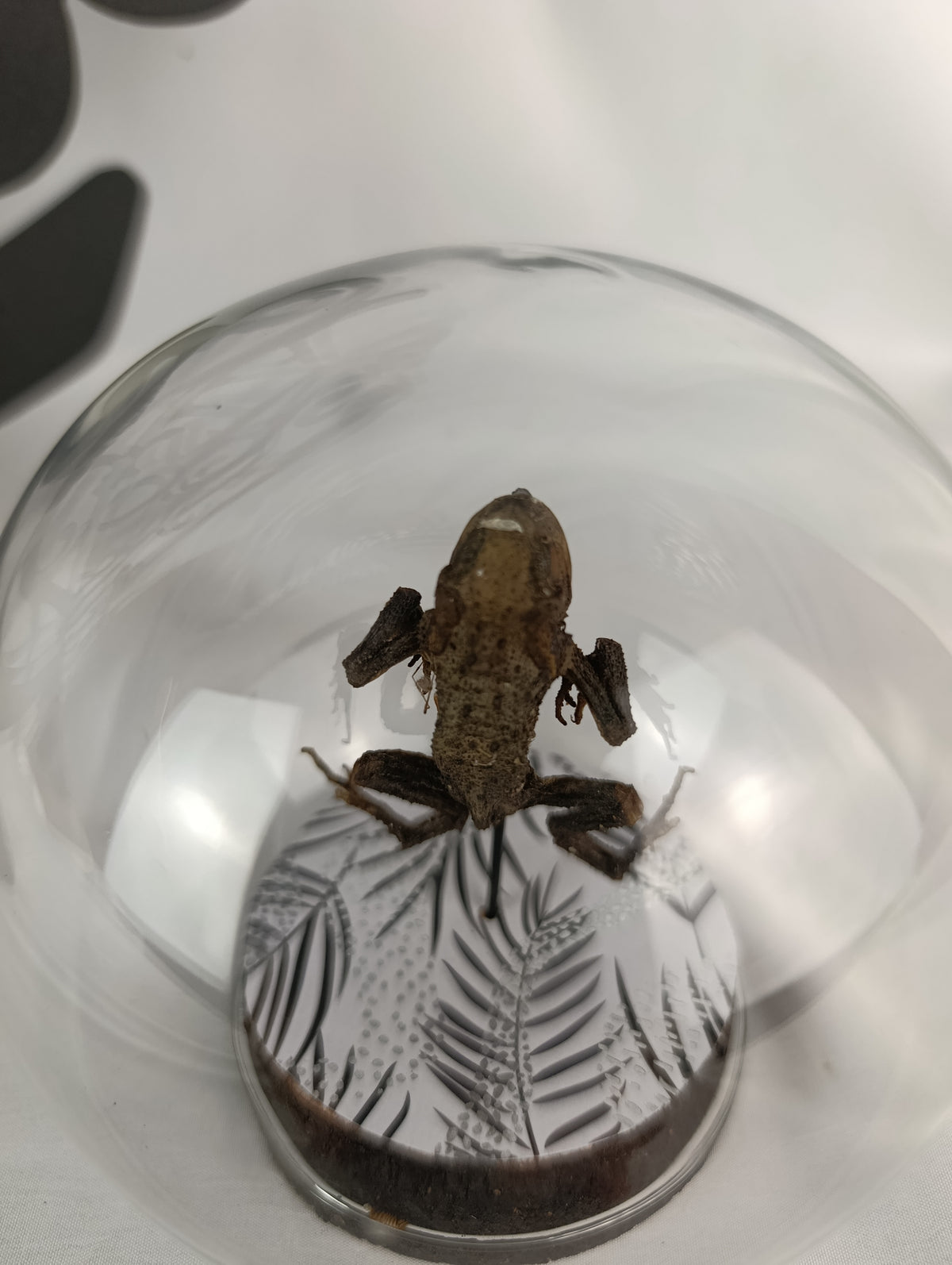 Globe crapaud