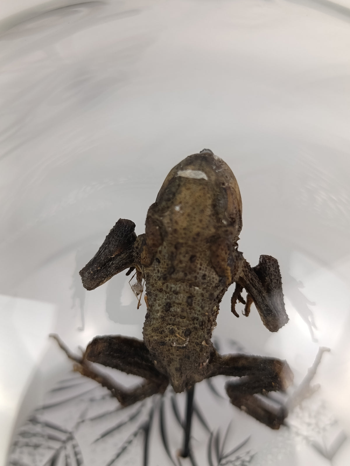 Globe crapaud