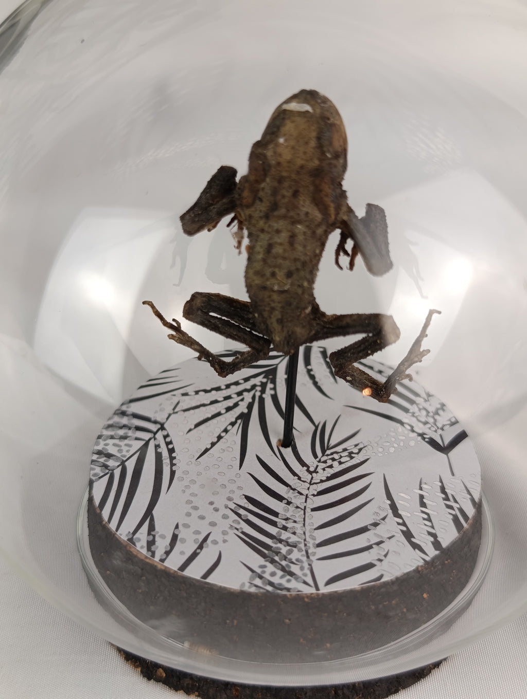 Globe crapaud