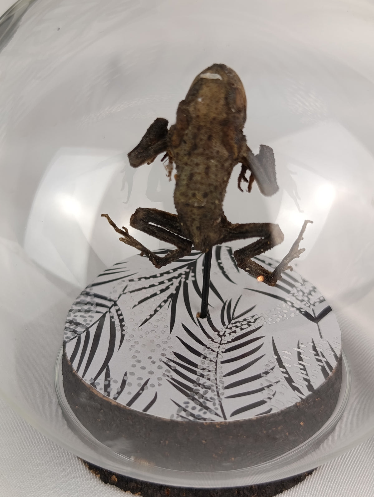 Globe crapaud