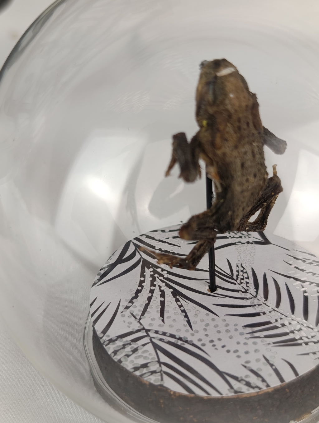Globe crapaud