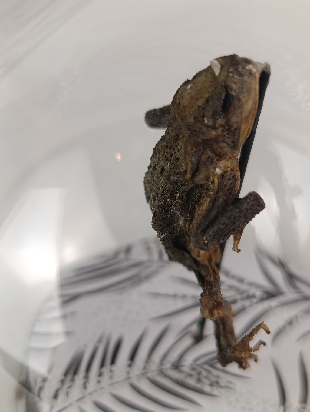 Globe crapaud