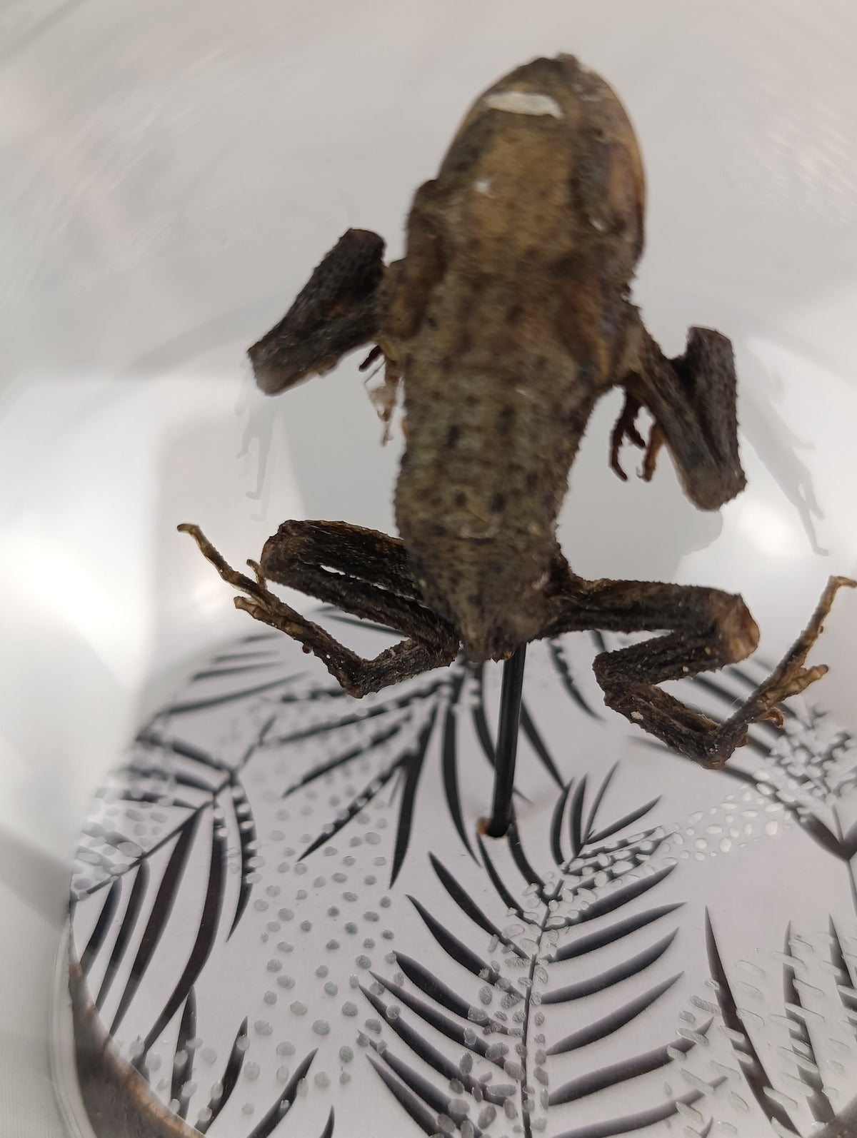 Globe crapaud