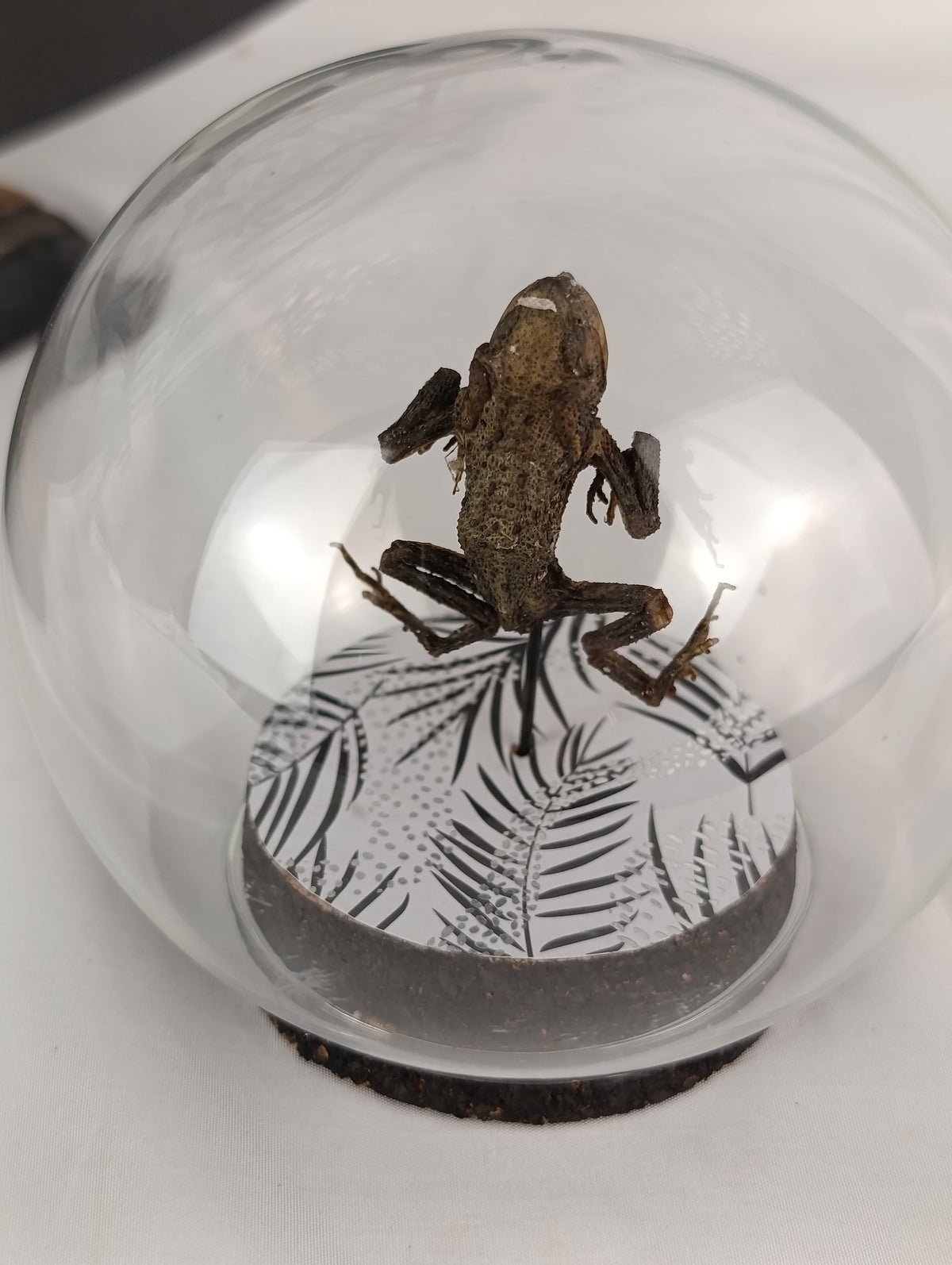 Globe crapaud