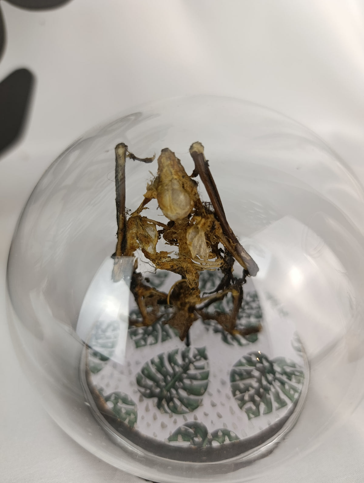 Globe chauve souris momifiée/squelette