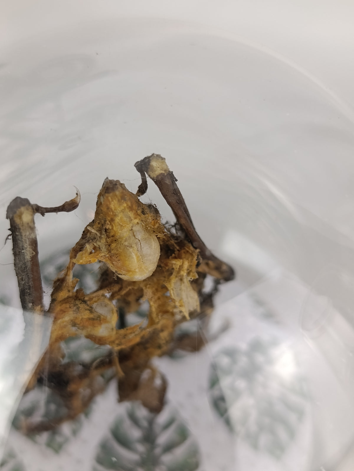 Globe chauve souris momifiée/squelette