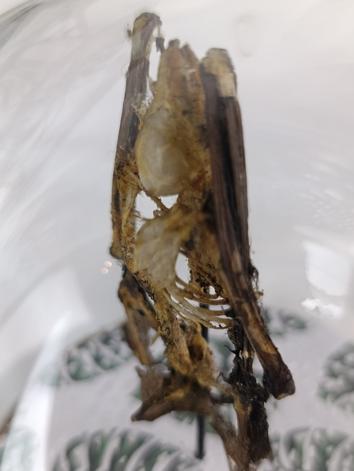 Globe chauve souris momifiée/squelette