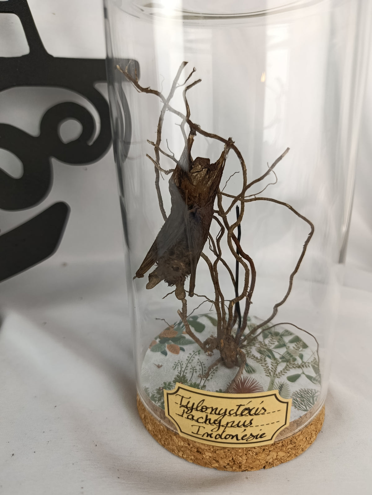 Globe entomologie