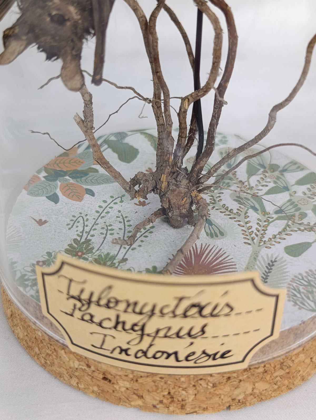 Globe entomologie