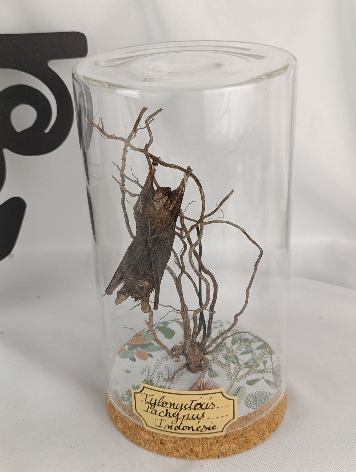 Globe entomologie