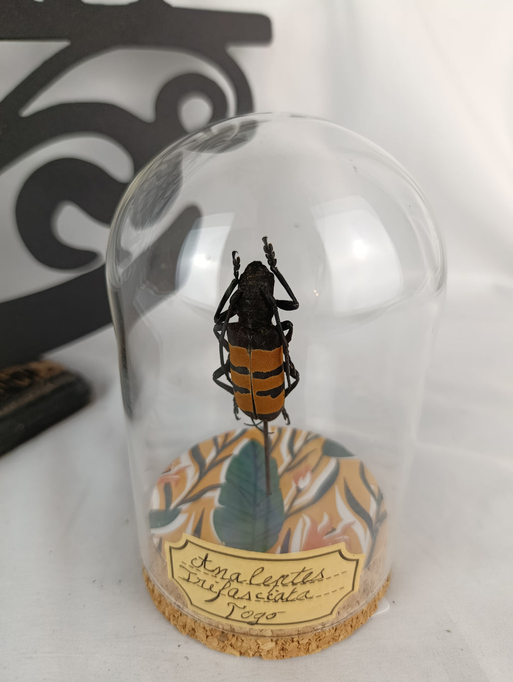 Globe coléoptère