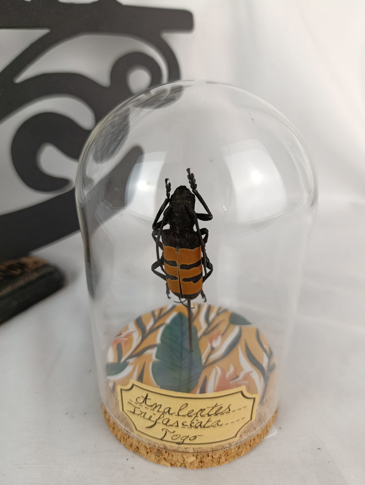 Globe coléoptère
