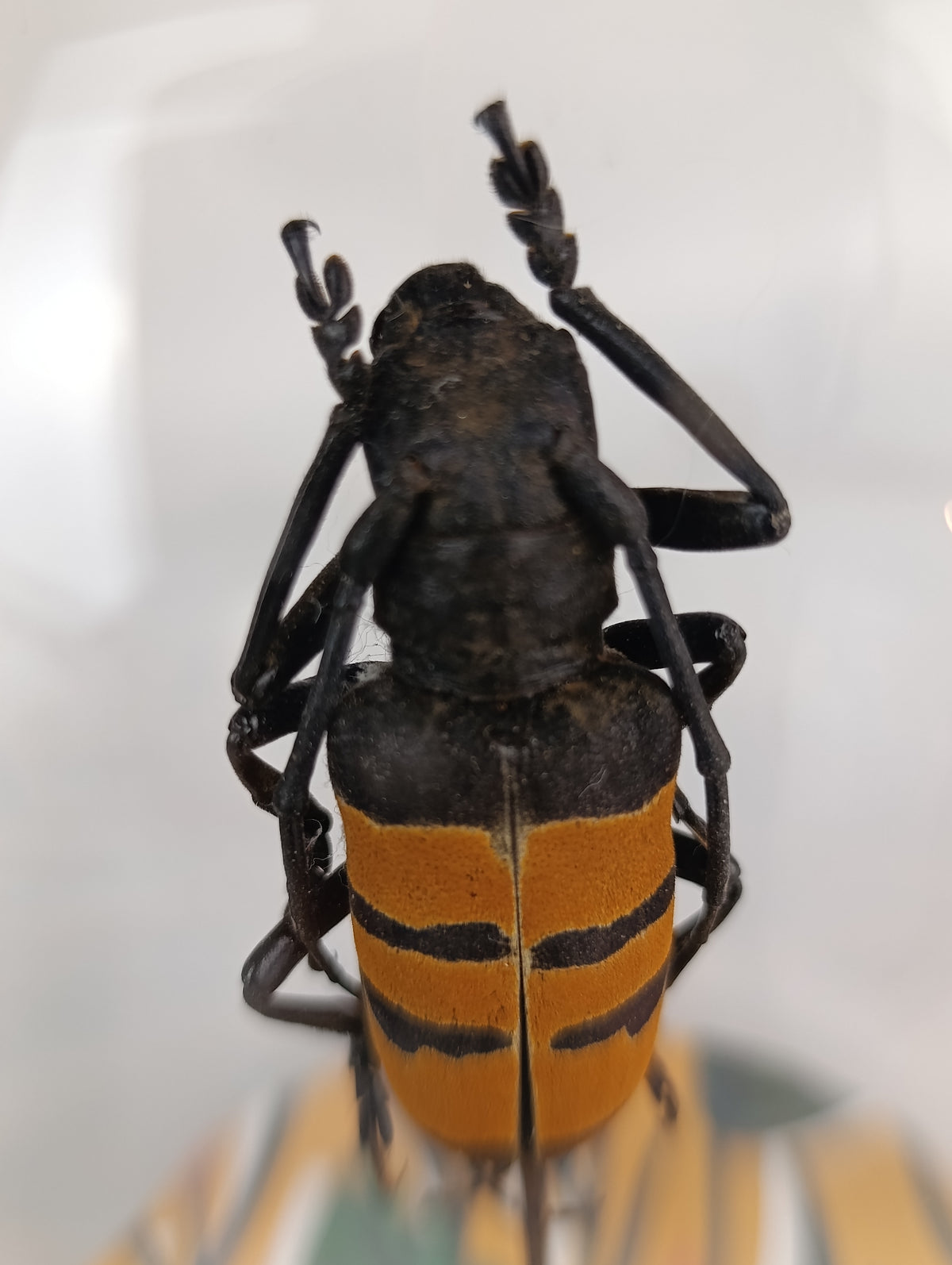 Globe coléoptère