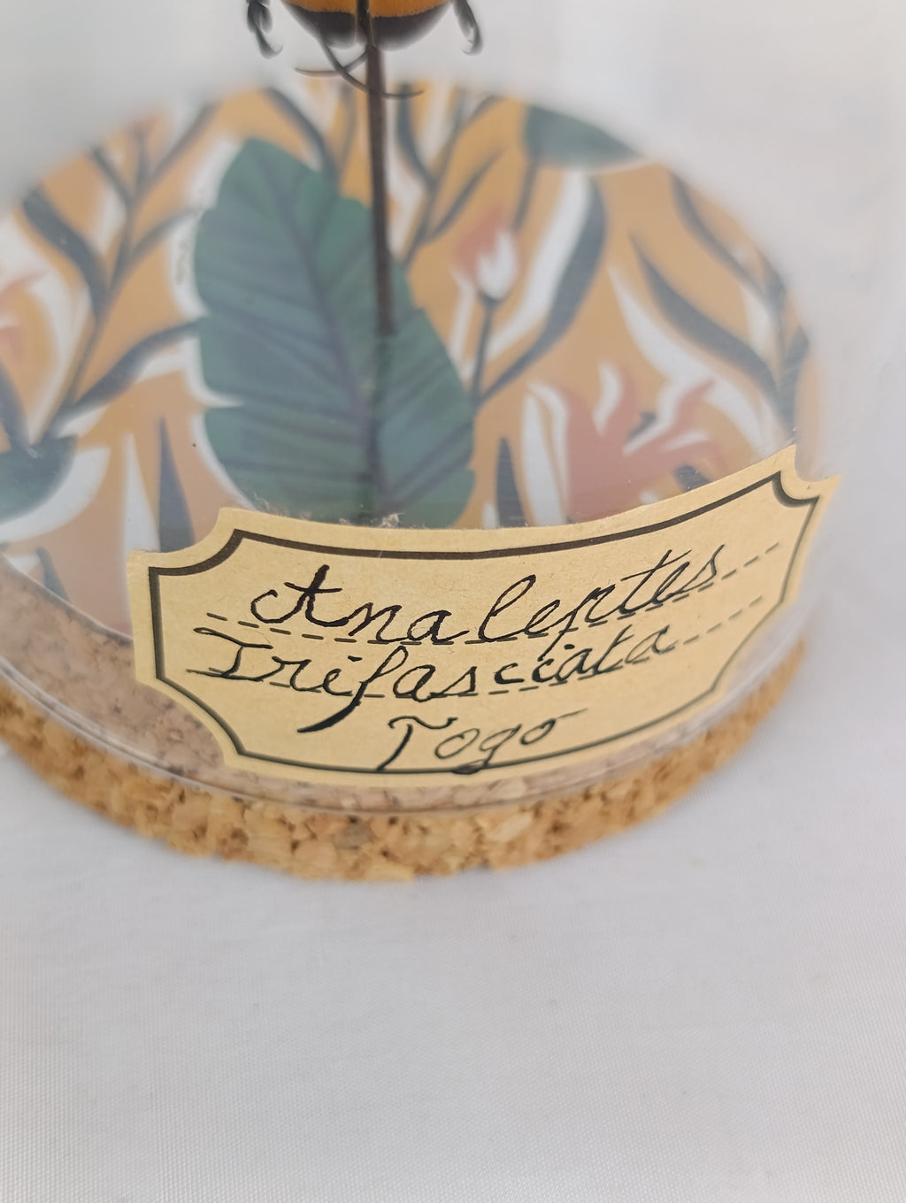 Globe coléoptère