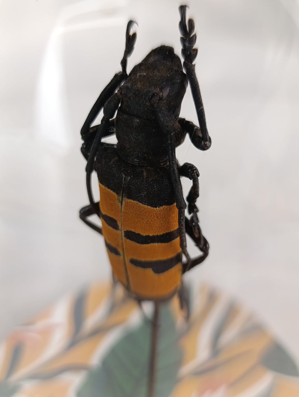 Globe coléoptère