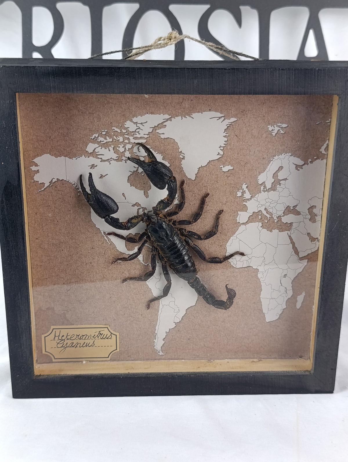 Cadre scorpion 🦂