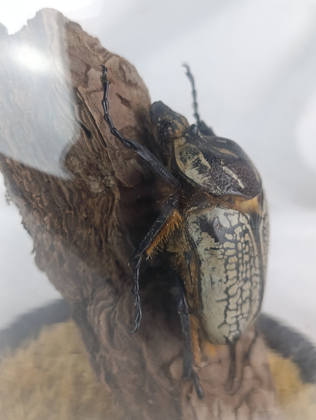 Globe Goliath