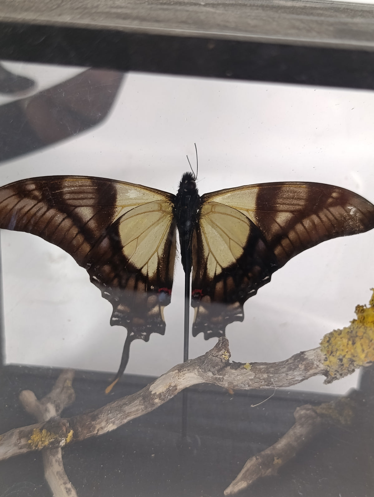 Cadre papillon 🦋