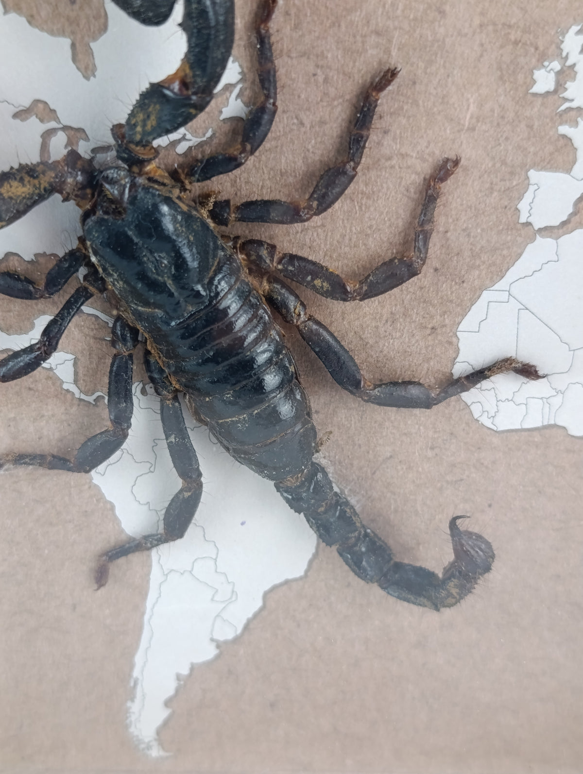 Cadre scorpion 🦂