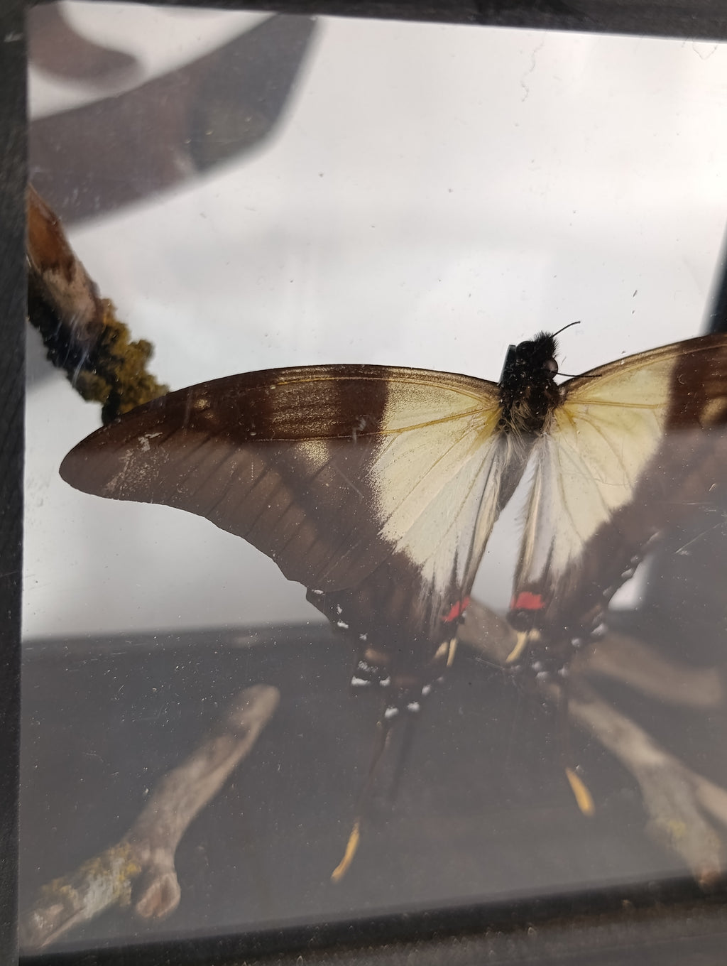 Cadre papillon 🦋