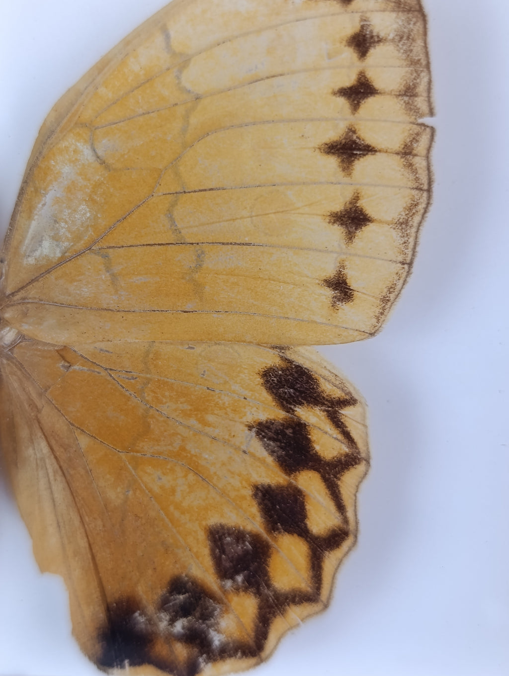 Cadre décoré papillon
