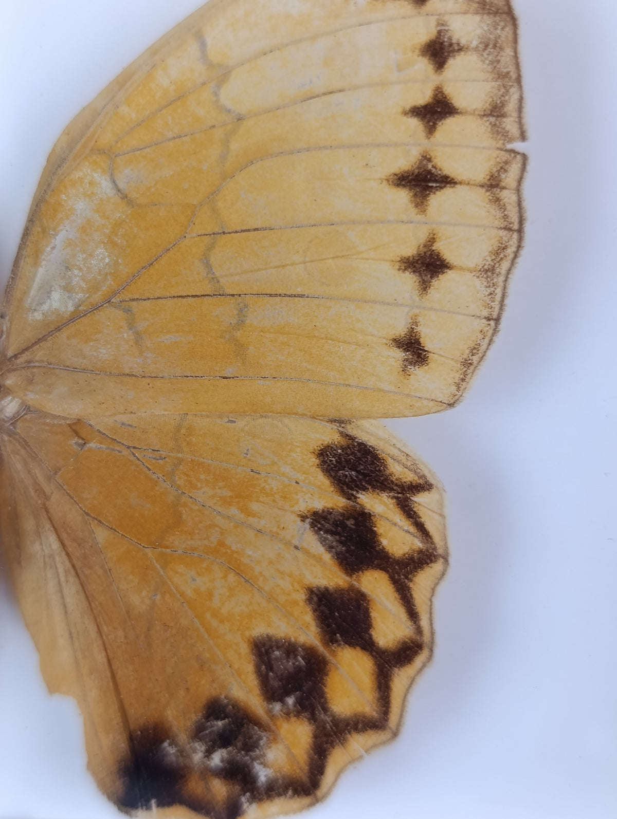 Cadre décoré papillon