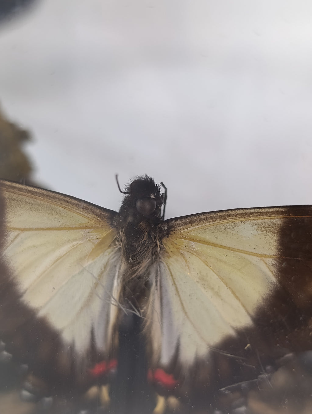 Cadre papillon 🦋