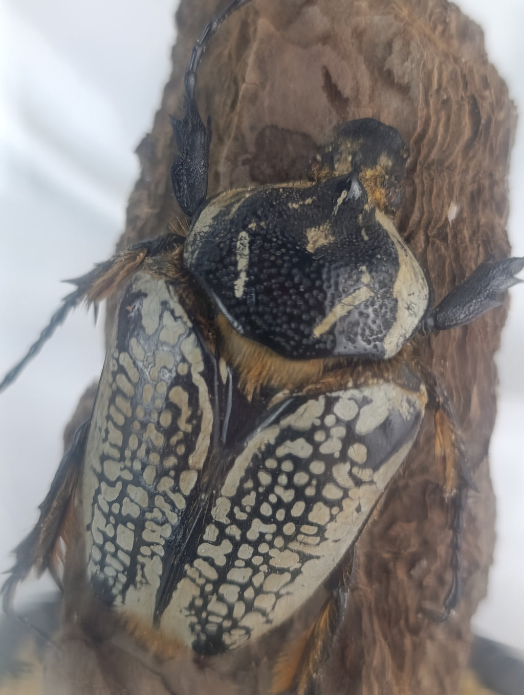 Globe Goliath