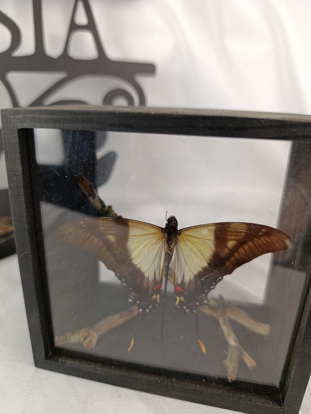 Cadre papillon 🦋