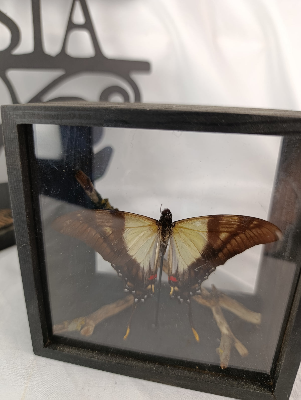 Cadre papillon 🦋
