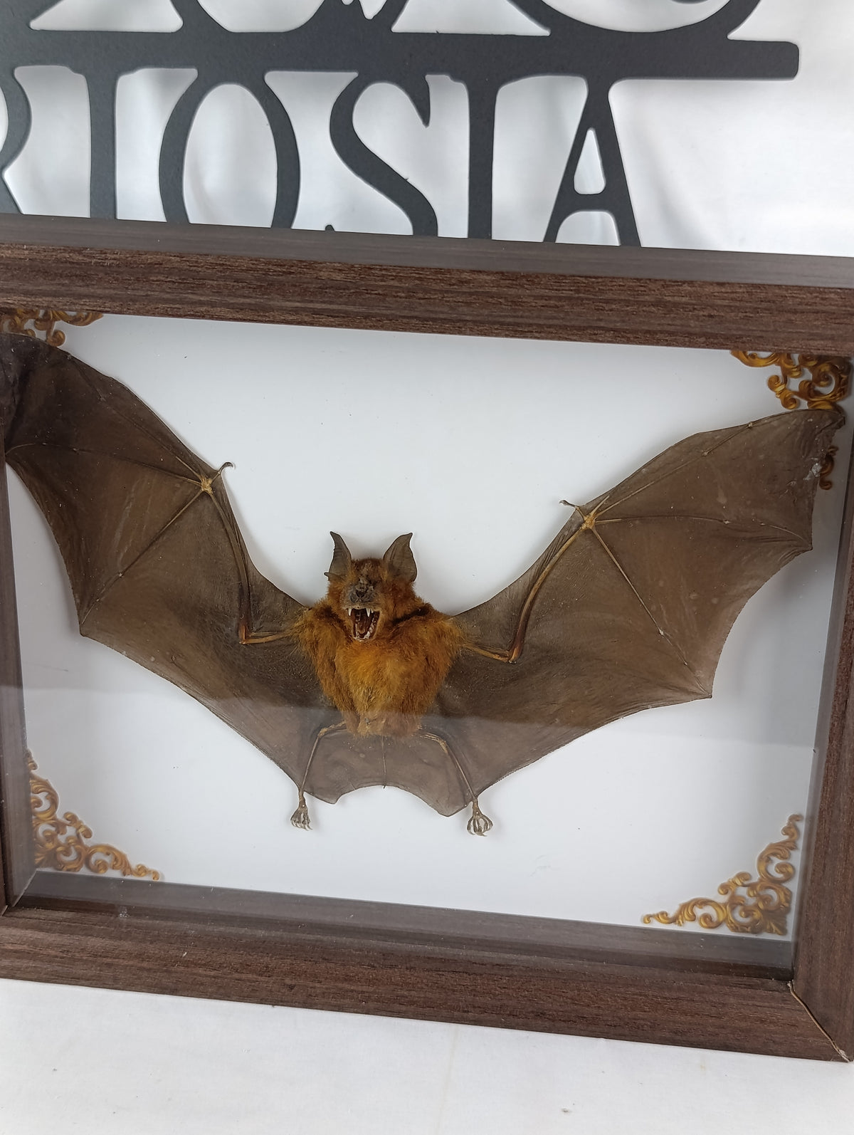 Chauve souris encadrée