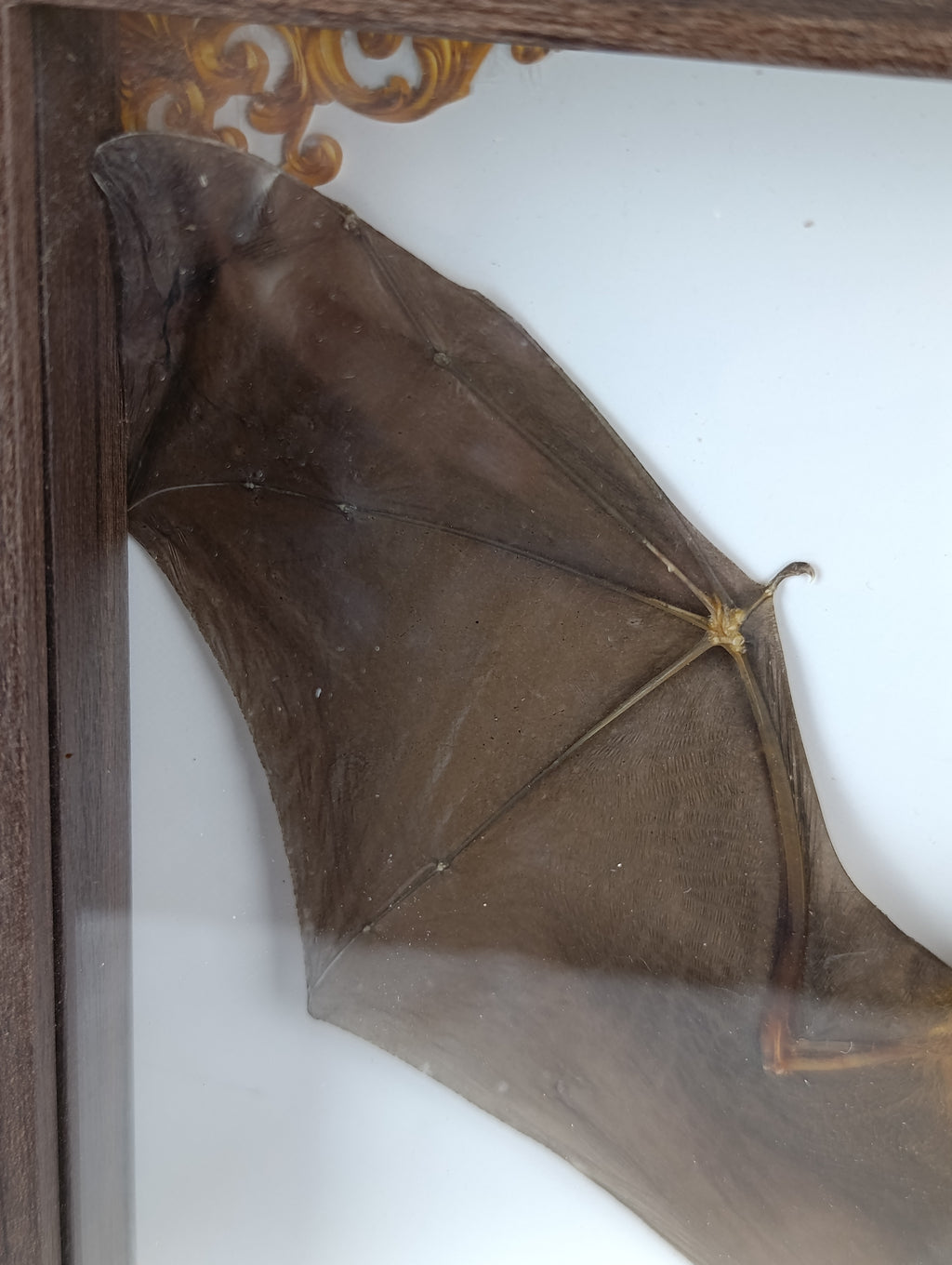 Chauve souris encadrée