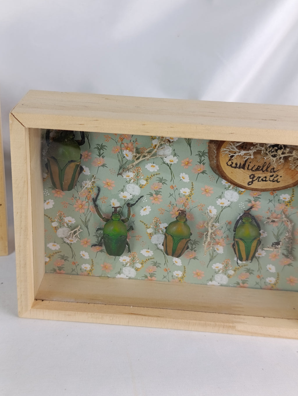 Cadres entomologique