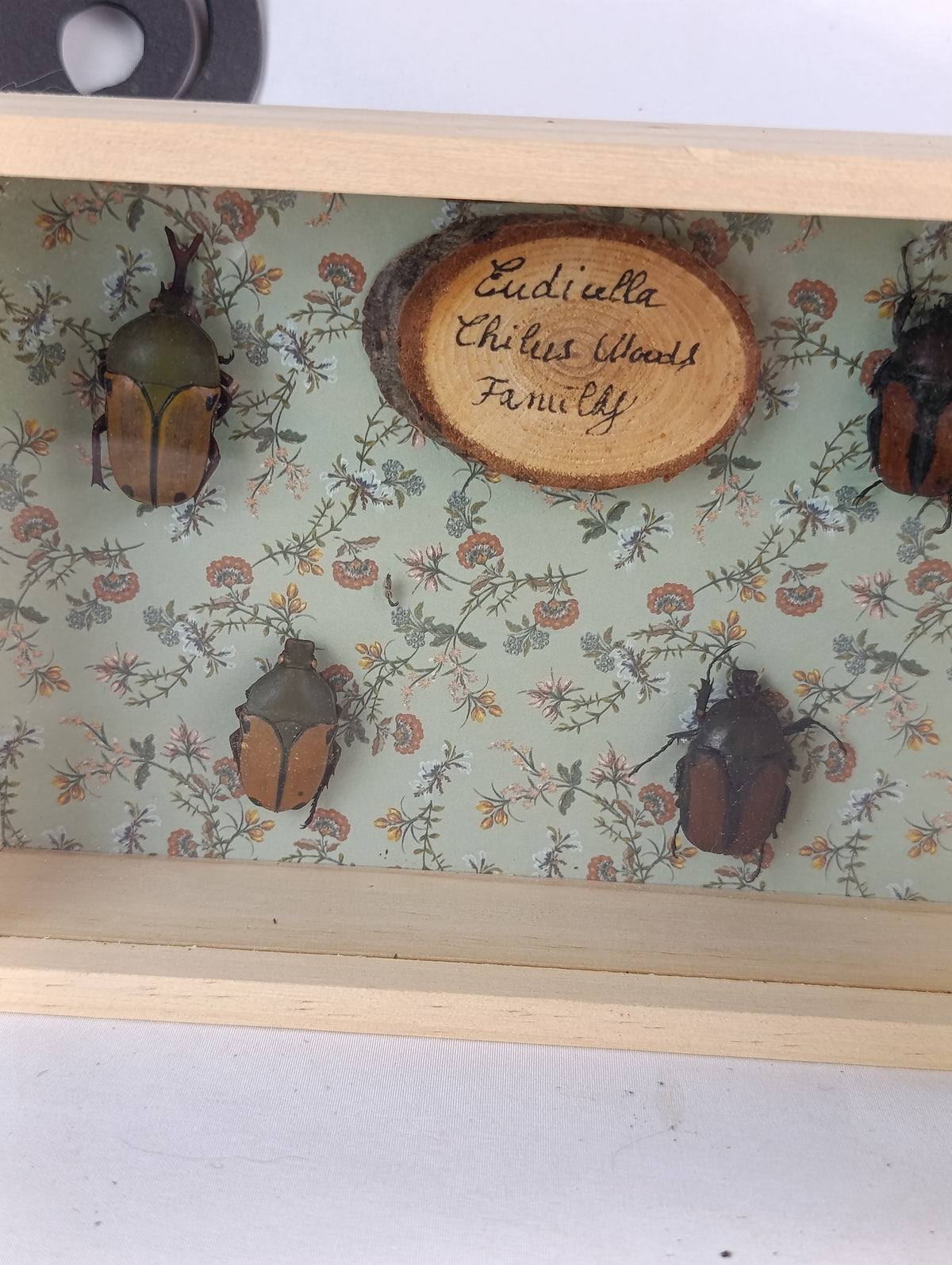 Cadres entomologique