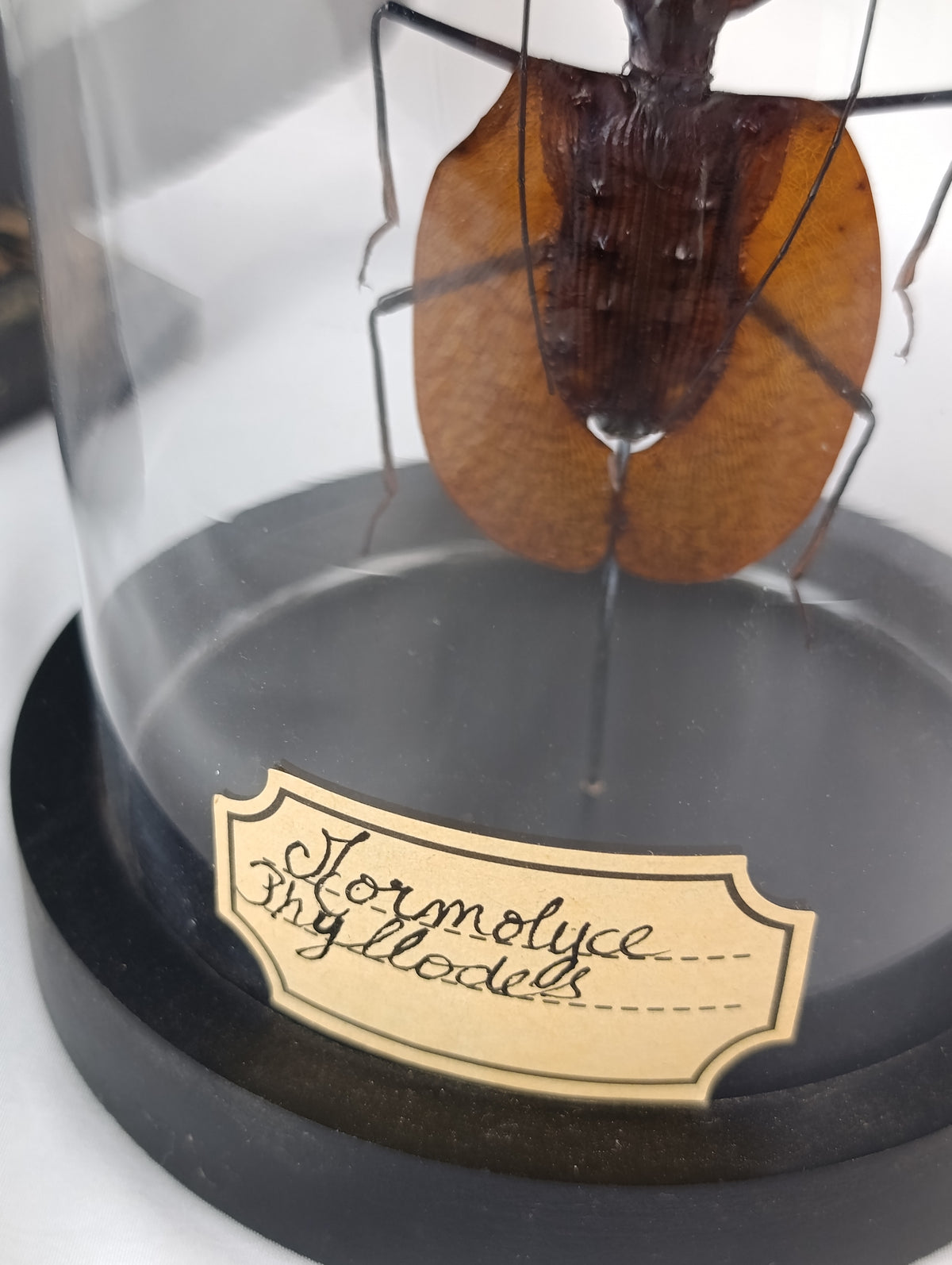 Globe scarabée violon