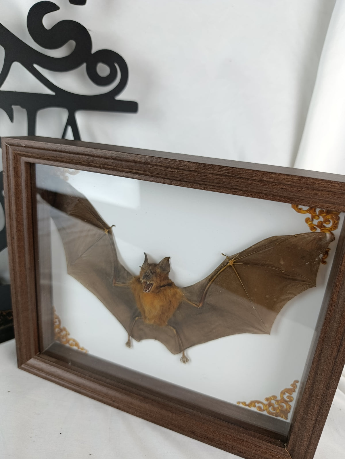 Chauve souris encadrée