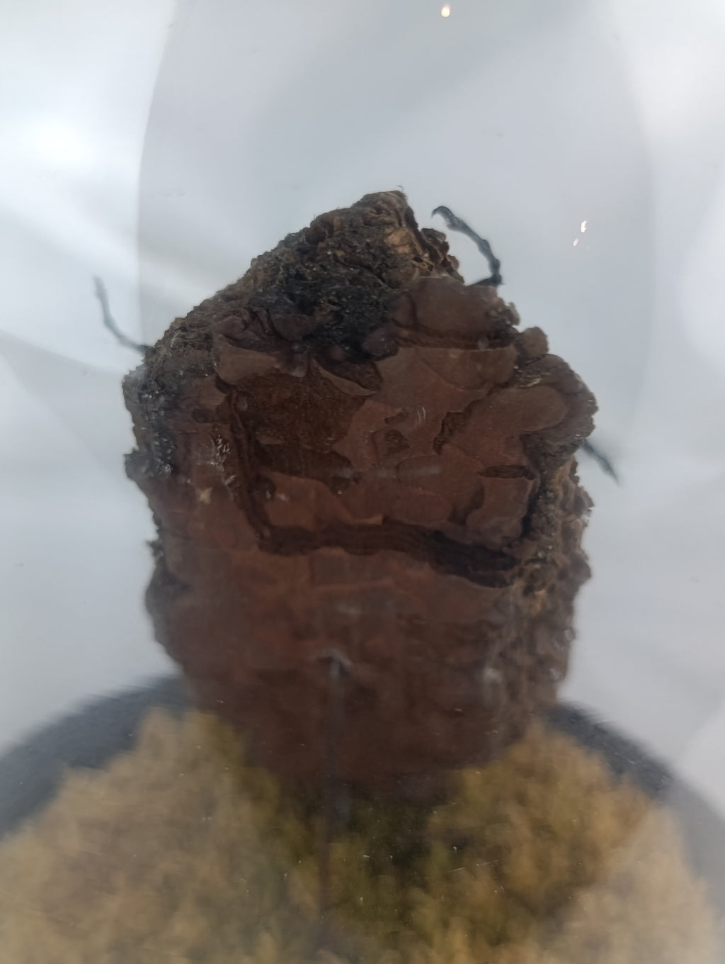 Globe Goliath