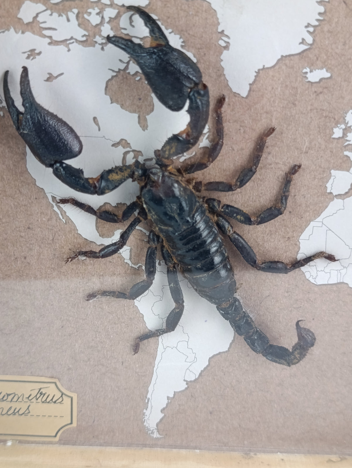 Cadre scorpion 🦂
