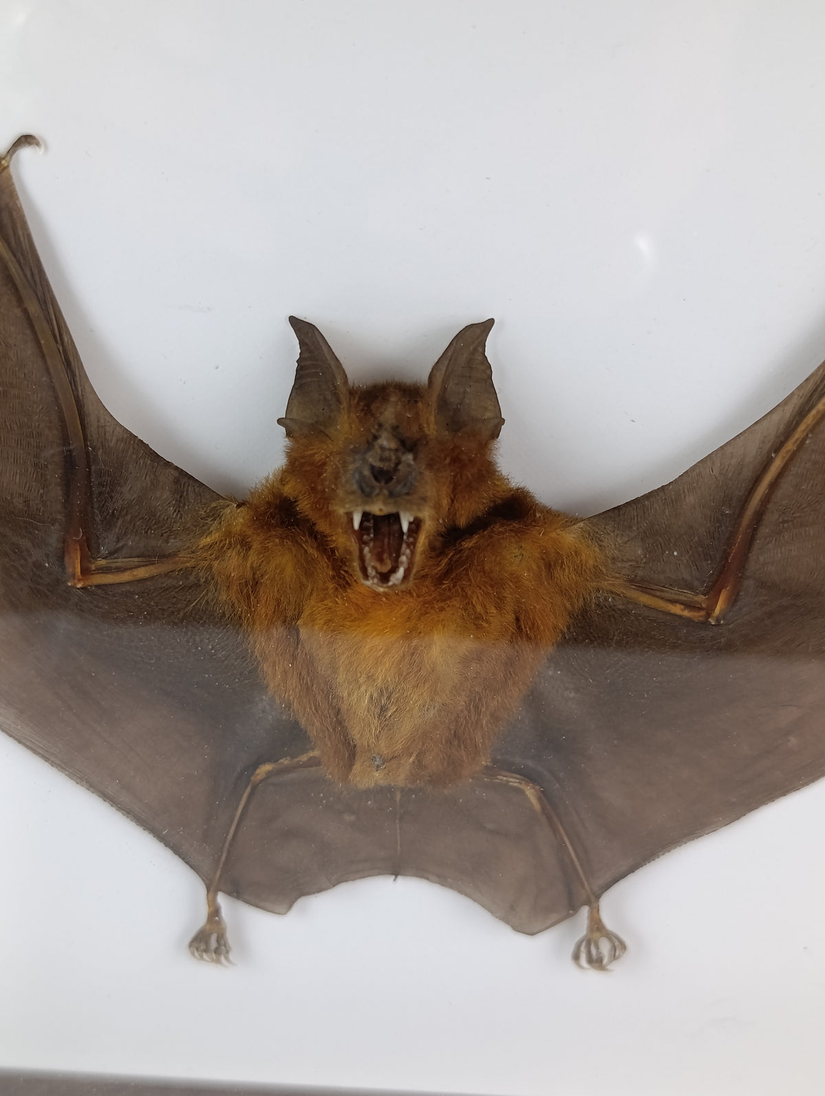 Chauve souris encadrée