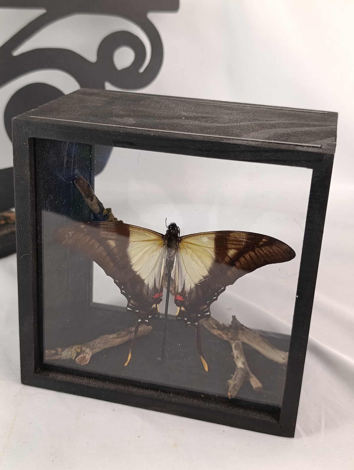 Cadre papillon 🦋