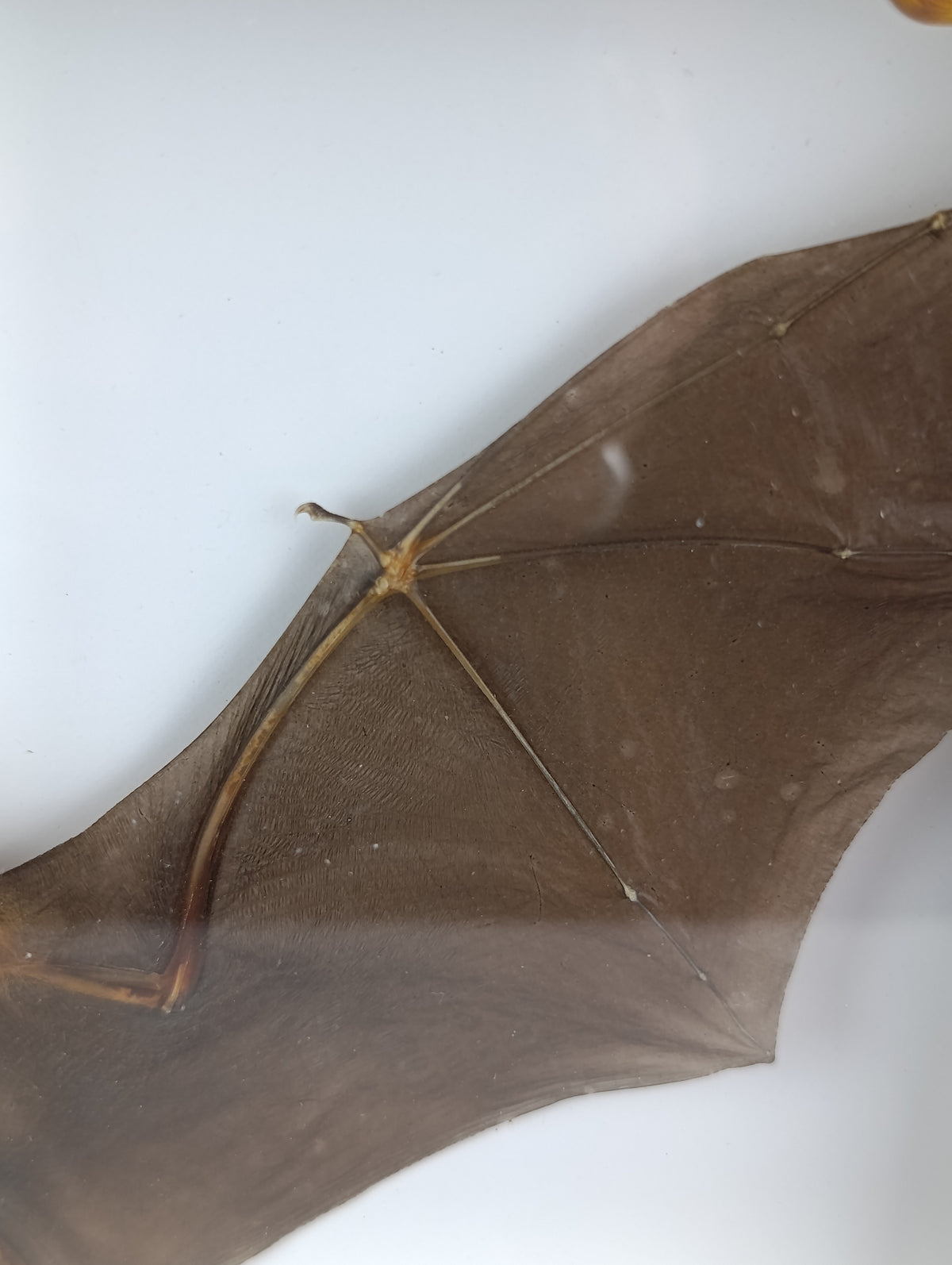 Chauve souris encadrée