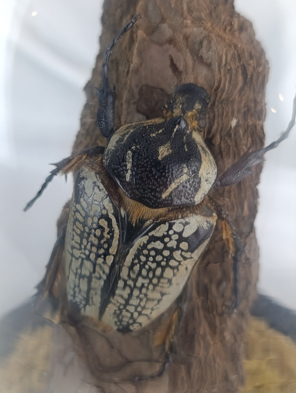 Globe Goliath