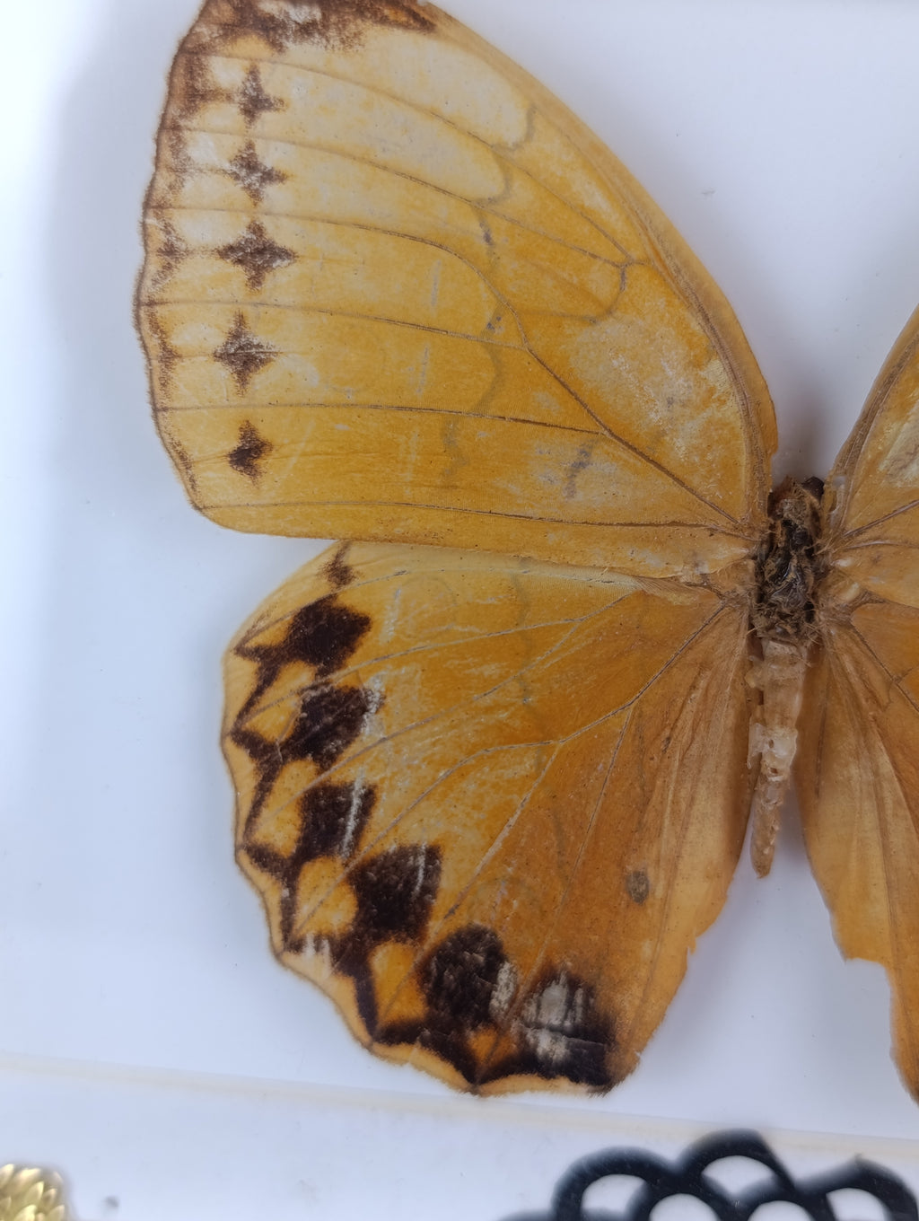 Cadre décoré papillon