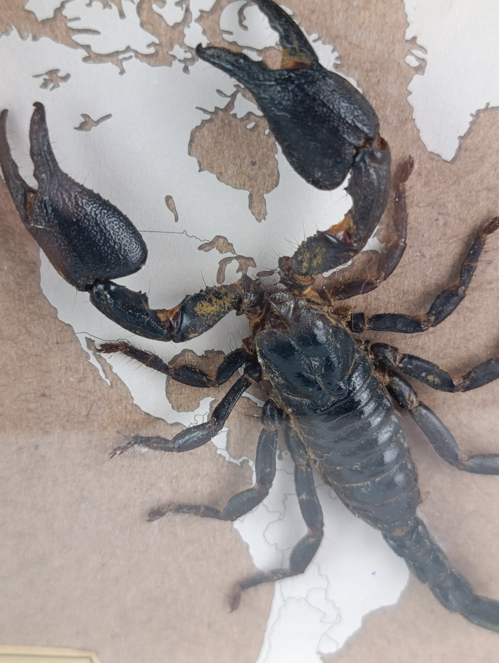 Cadre scorpion 🦂