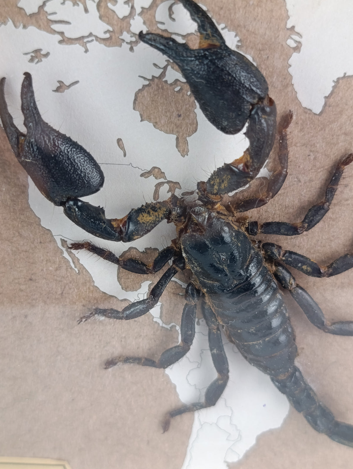 Cadre scorpion 🦂
