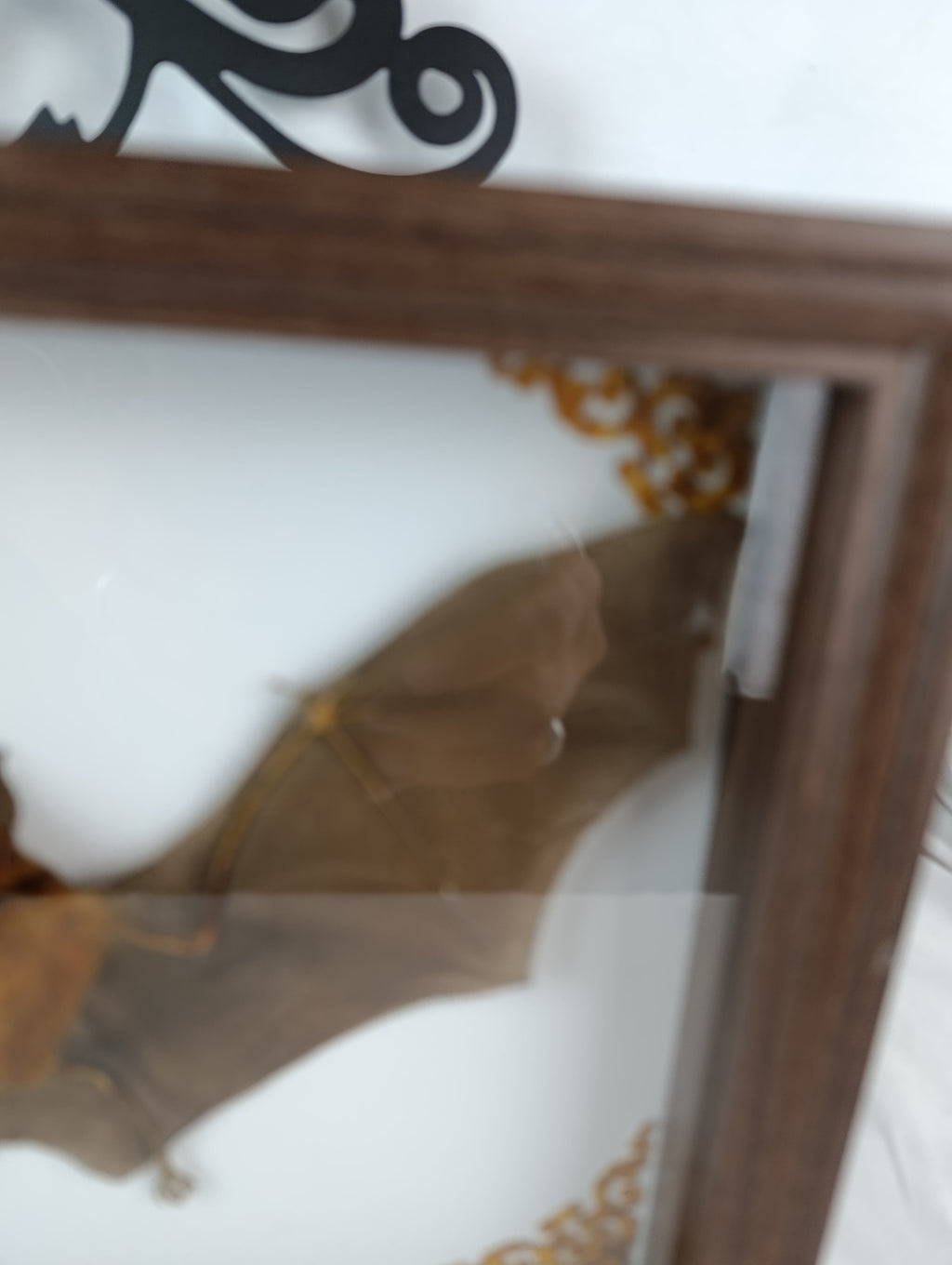 Chauve souris encadrée