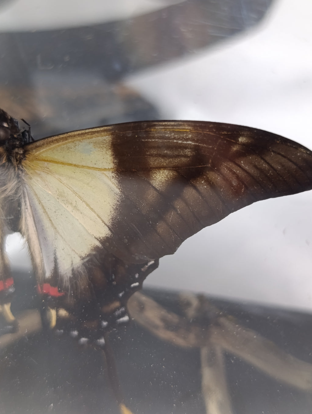 Cadre papillon 🦋