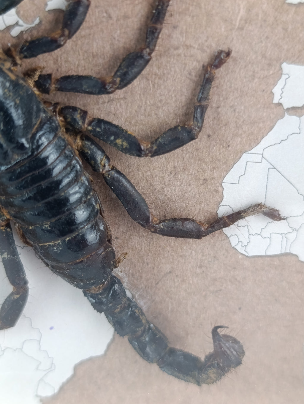 Cadre scorpion 🦂