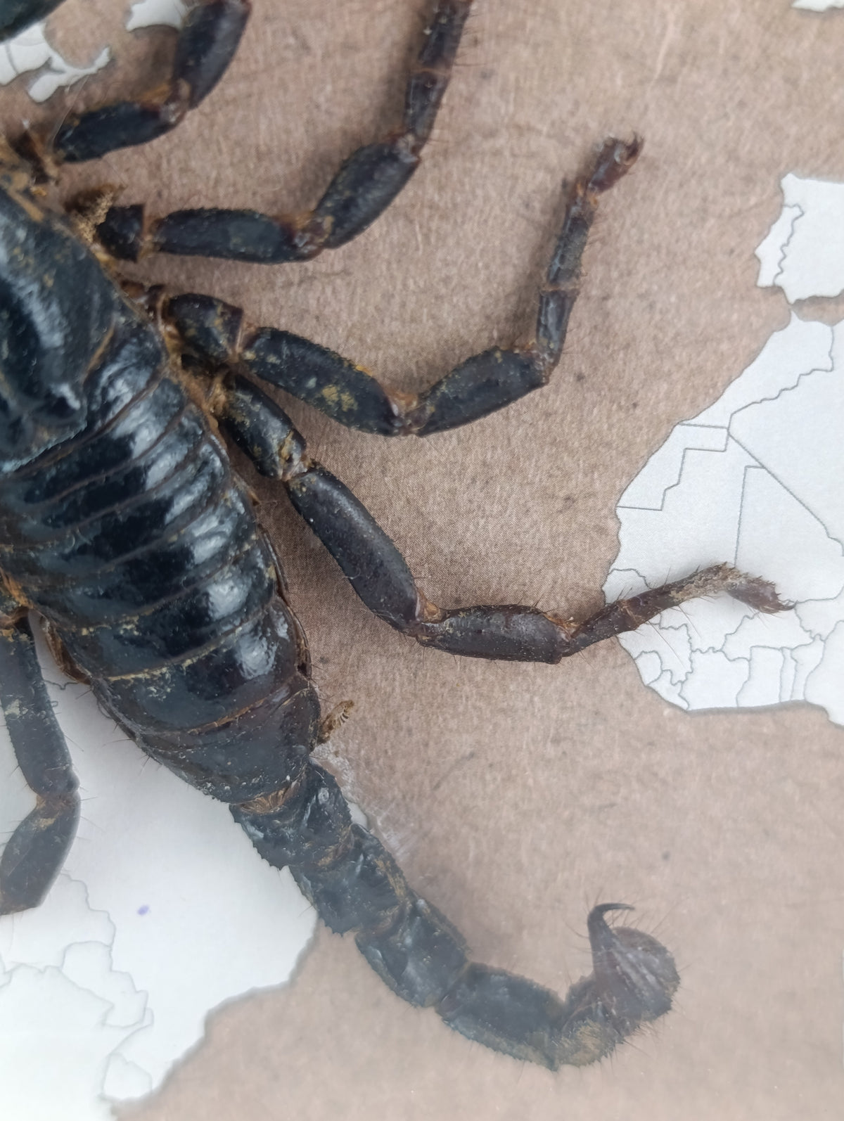 Cadre scorpion 🦂